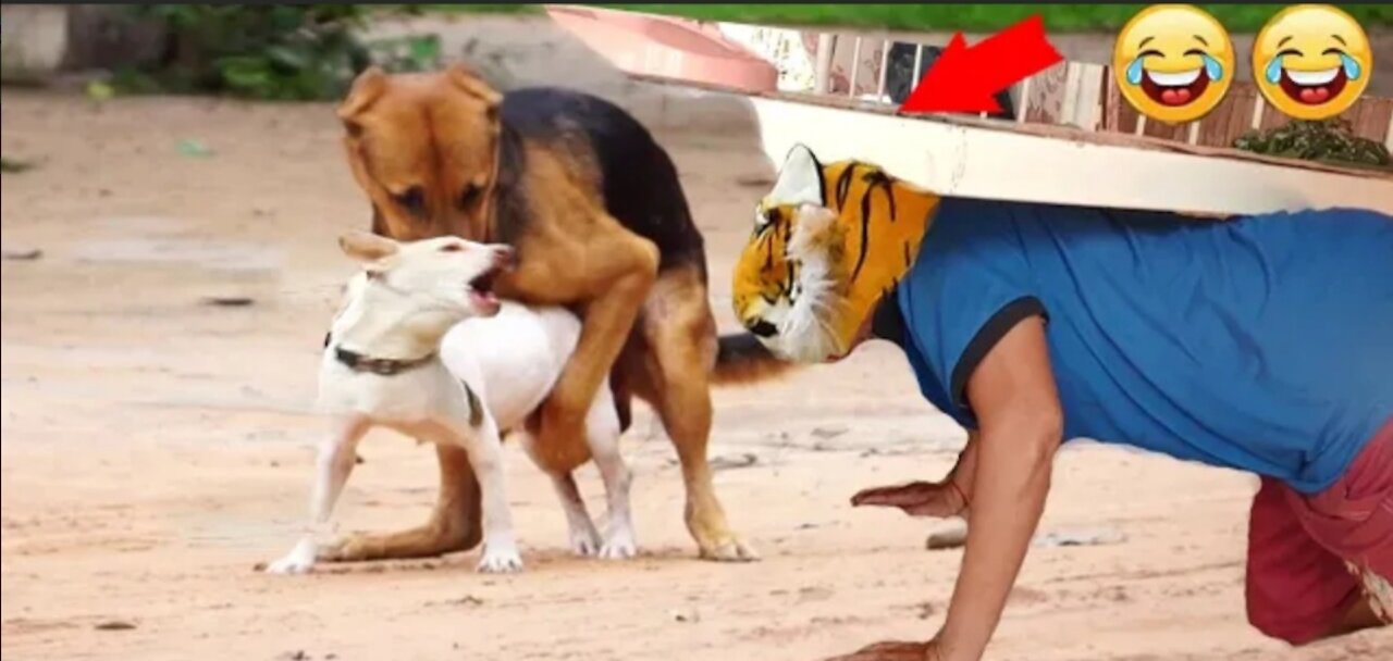 Dog pranks | kiss dog and tiger god prank | FunForToday