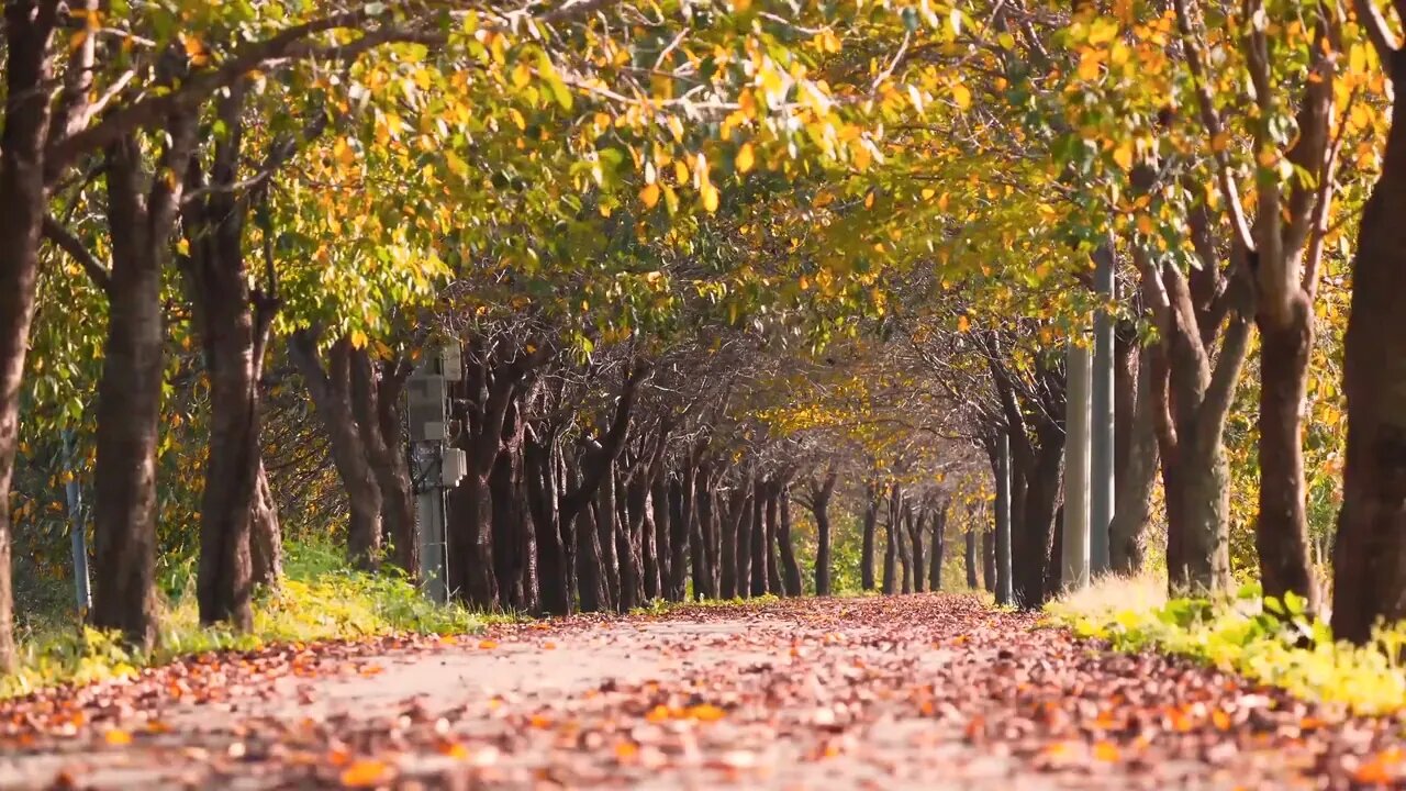 Autumn Leaves Falling of Trees