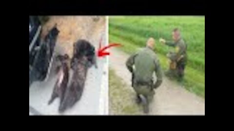 Officials Discover What Really Happened To 4 Bears Found Outside Church