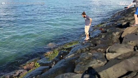 Un biologiste vole au secours d'une tortue piégée