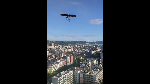 eagle catches goat