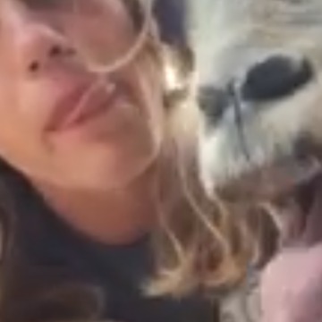 This Goat Is A Total Copycat!