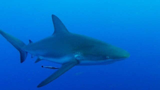 Curious Shark Is Getting Too Close For Comfort