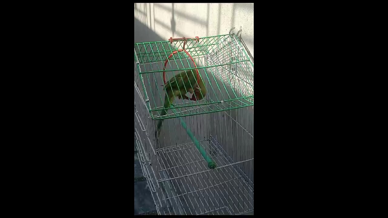 Parrot