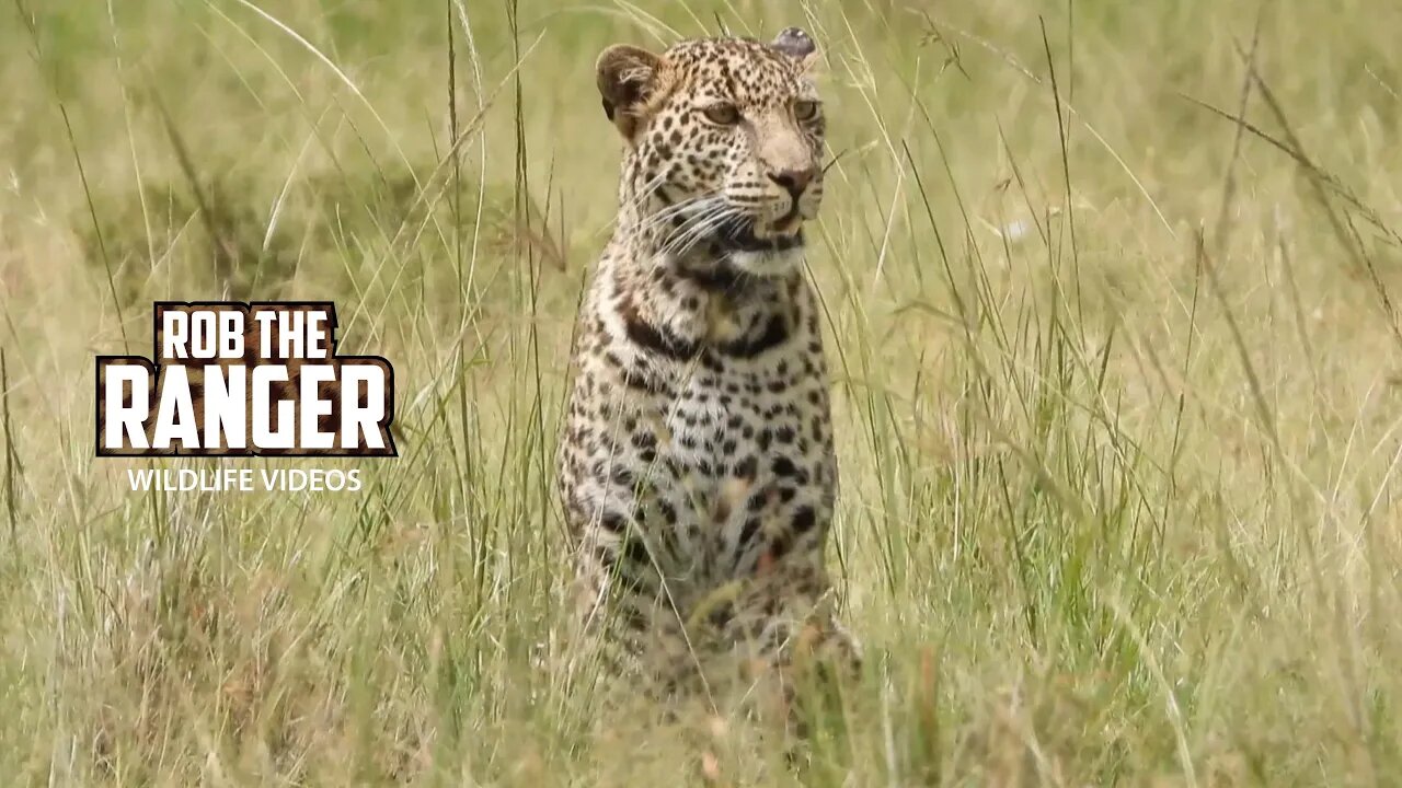 Leopard Posing On The Ground | Lalashe Maasai Mara Safari