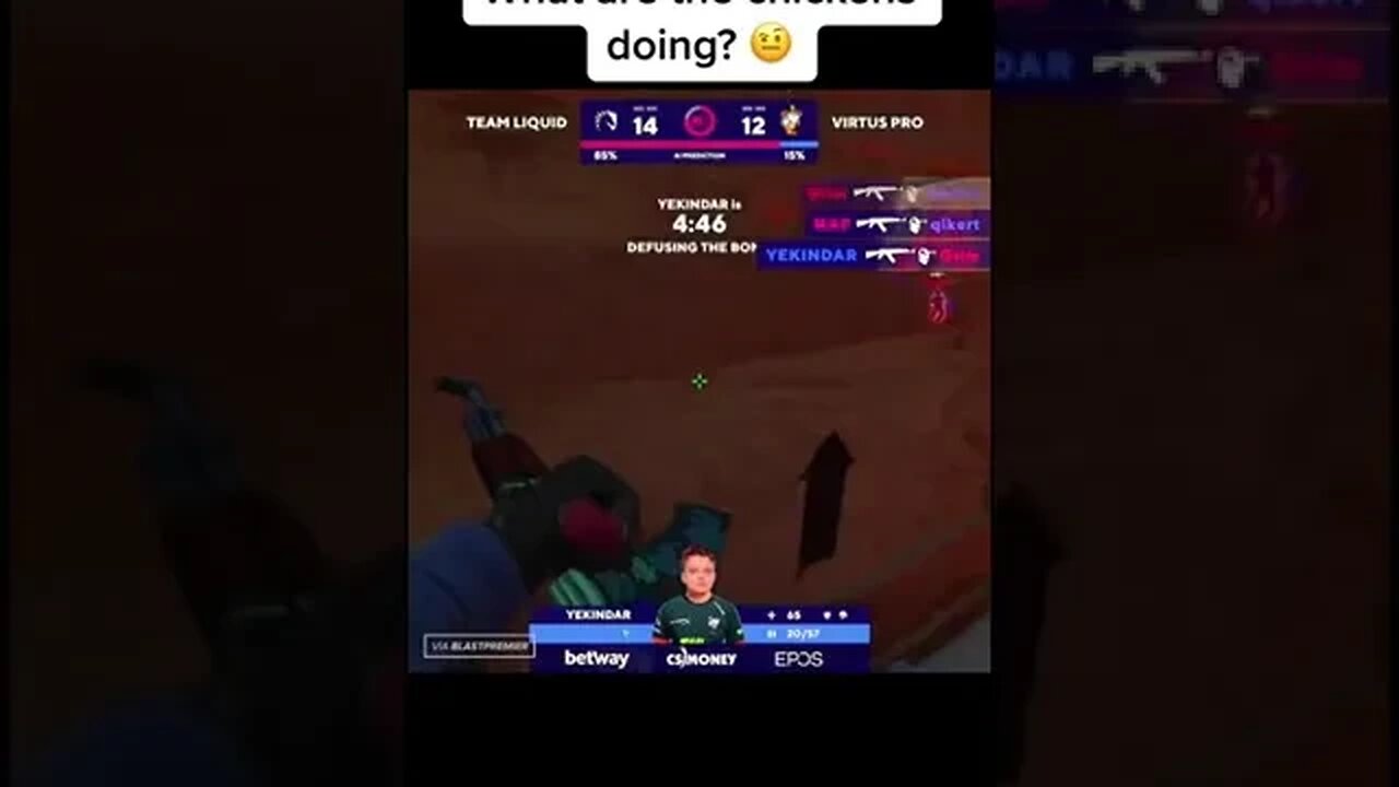 CSGO What are the chickens doing?