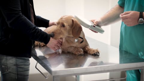 Dog Being Checked By A Veterinarian