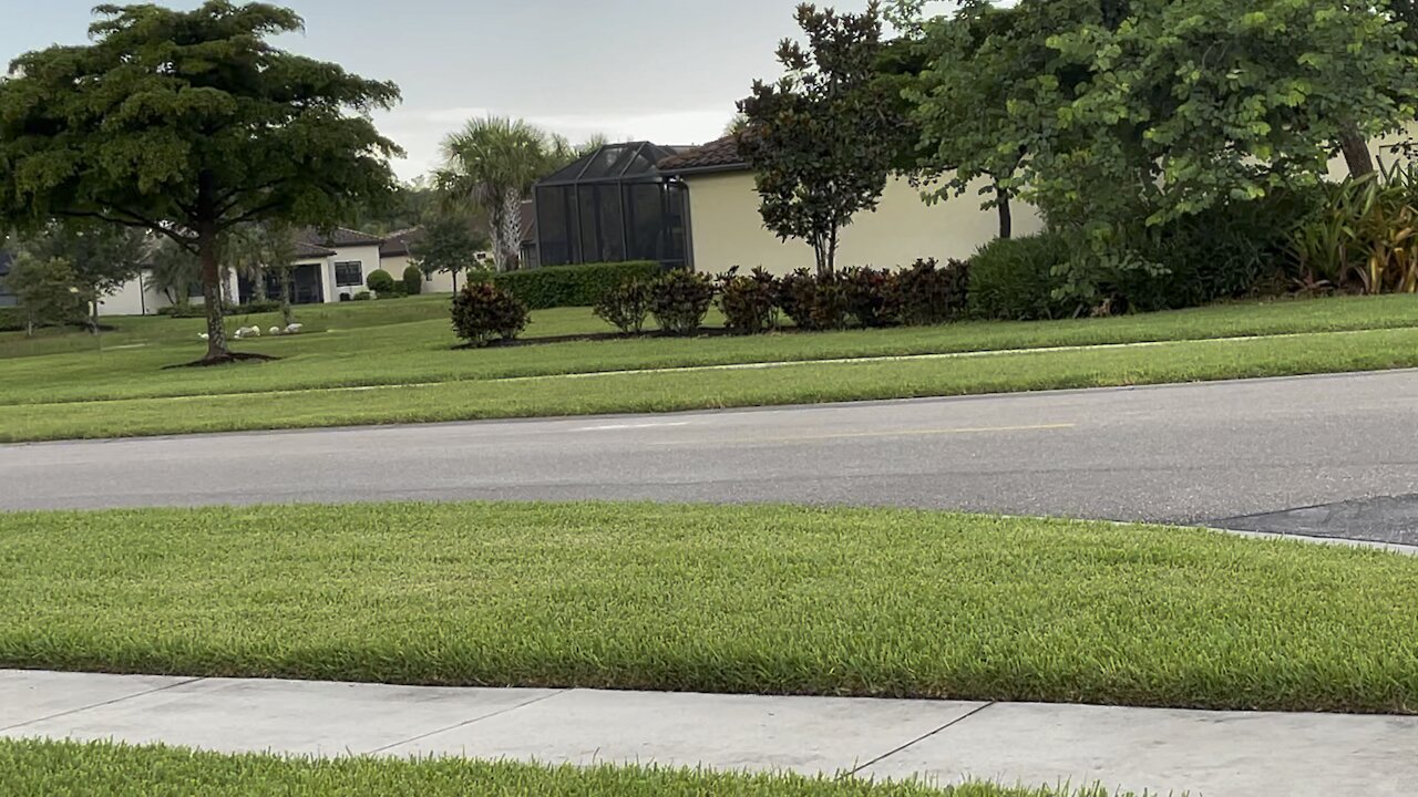 White Ibis Walks In Paradise