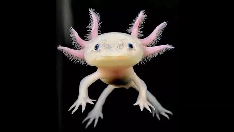 Cute Axolotl Amazing creature!!