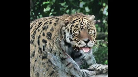 out of shape tiger struggles to breathe