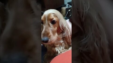 #dogshow , #animals , #dogs , #shorts