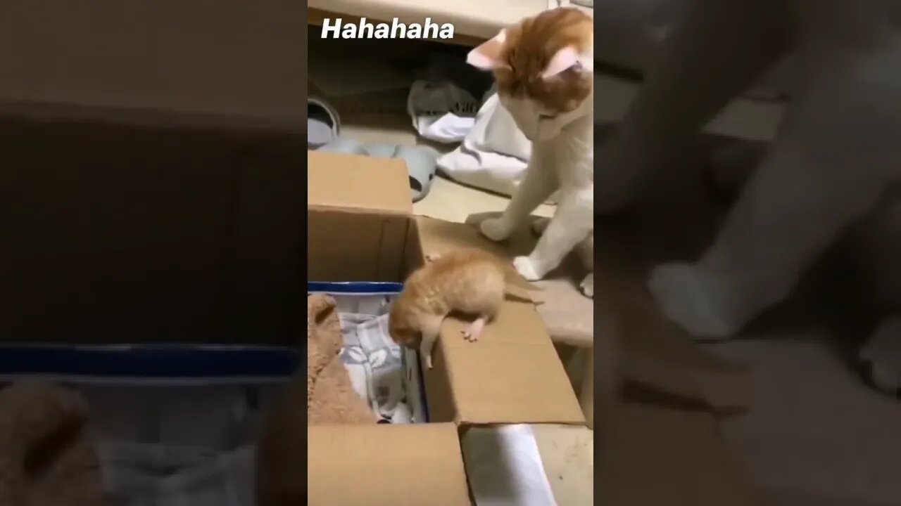 funny cat #7