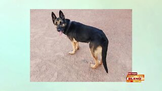 Pick Of The Litter: Barbara Ann