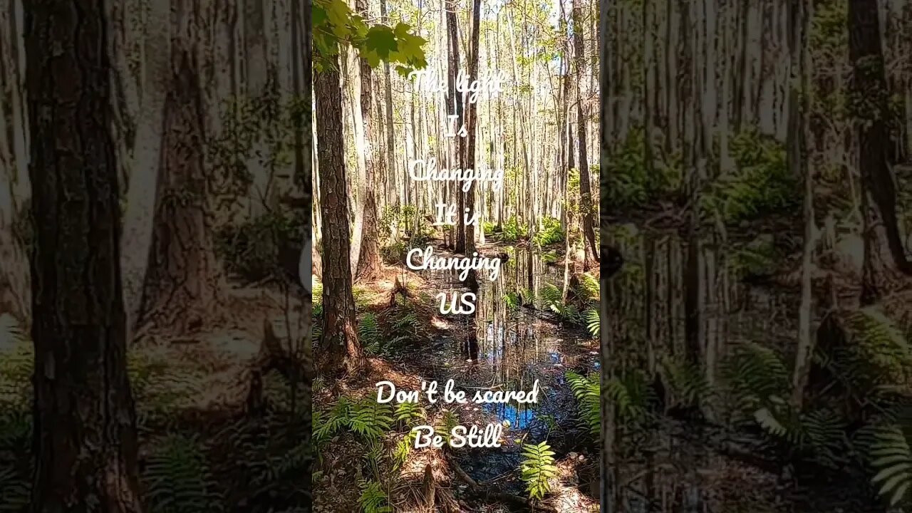 #cypress #swamp #photons #livingwater #photoniclight #quantum #fractal #bewater #zen #bestill #quiet