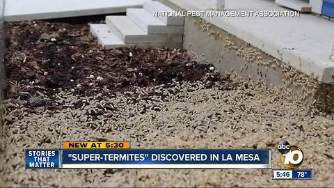 'Super termites' discovered in La Mesa