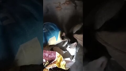 Cats in our farm 🐱😍 -11 #shorts