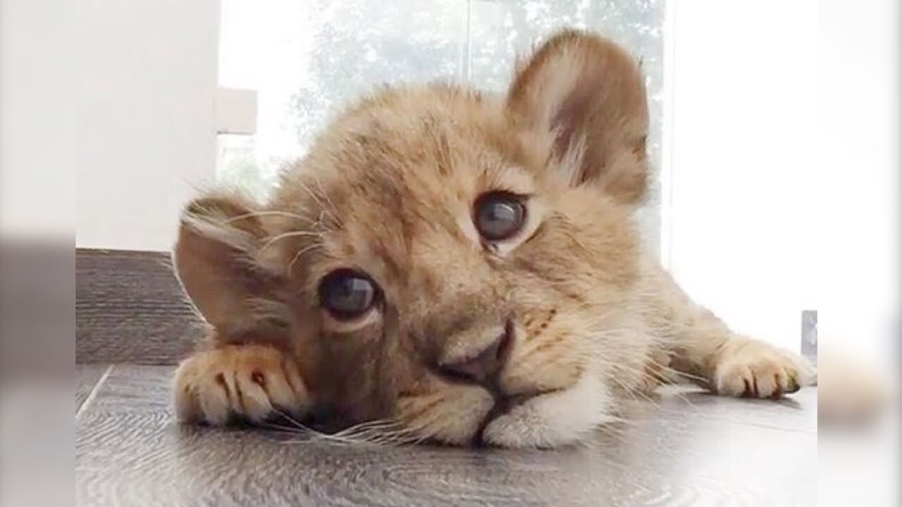 Watch These Cute Baby Lions Videos 😍 Baby Lions