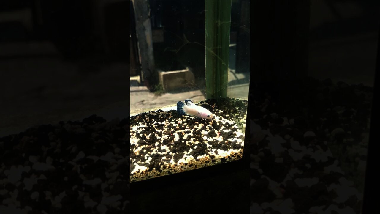 Jemur cupang hias BLUERIM|| sunbathing betta fish....