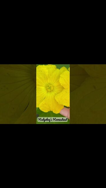 How to hand pollinate loofah￼