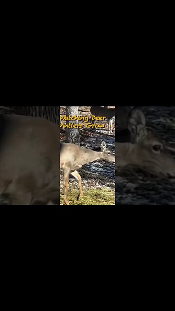 The Deer of Twin Eagle!