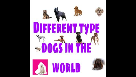 different dog types in the world