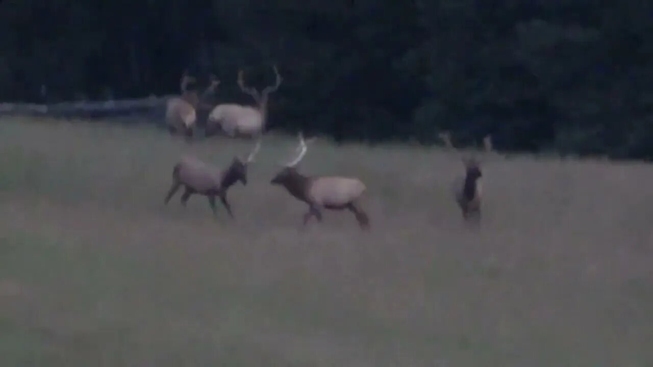 "THE WHOLE CREW" HOW MANY? VELVET ON/VELVET OFF MONSTER BULLS! BULL ELK!