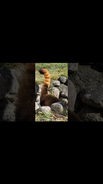 Red Panda Playing in a hole! #redpanda