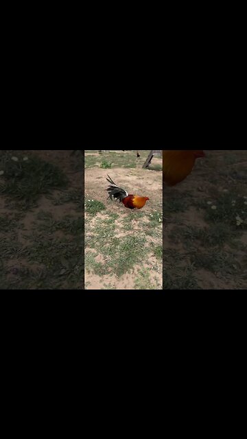 Sweater BroodCock @ LivingWaterFarms247