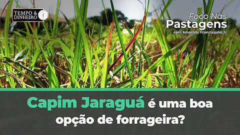 Capim Jaraguá é uma boa opção de forrageira? Tema de hoje no Foco das Pastagens