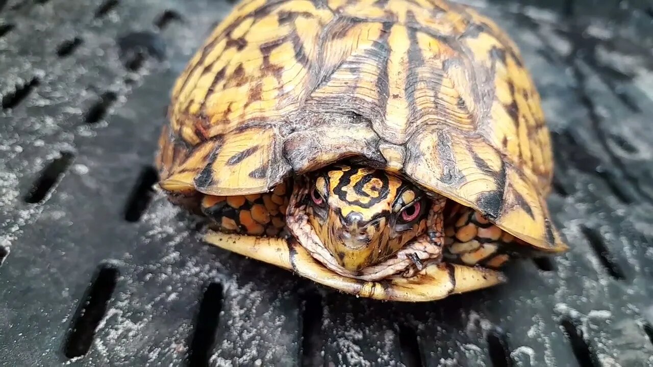 Turtle? NERDLE 😂 i rescued the box Turtle! so cute