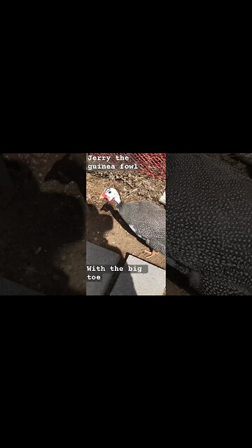 Jerry the guinea fowl with the big toe. Recovering from an attack ❤️ thank god he’s ok