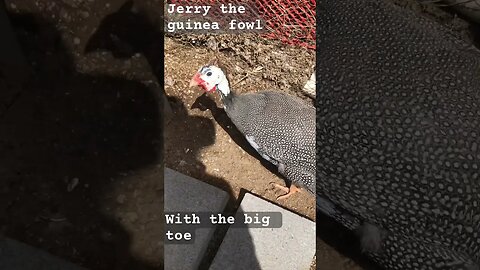 Jerry the guinea fowl with the big toe. Recovering from an attack ❤️ thank god he’s ok