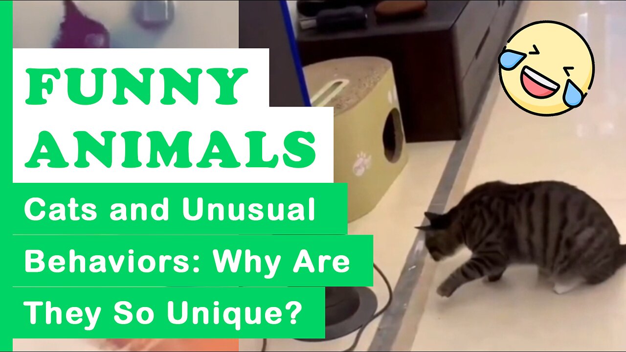 FUNNY ANIMALS Cats and Unusual Behaviors: Why Are They So Unique? | TFAE2023