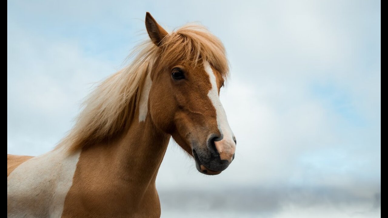 Hoge's Heroes Sunday Edition: 40 Rescuers Team Up to Pull 2 Horses From Swamp in Must-See Video