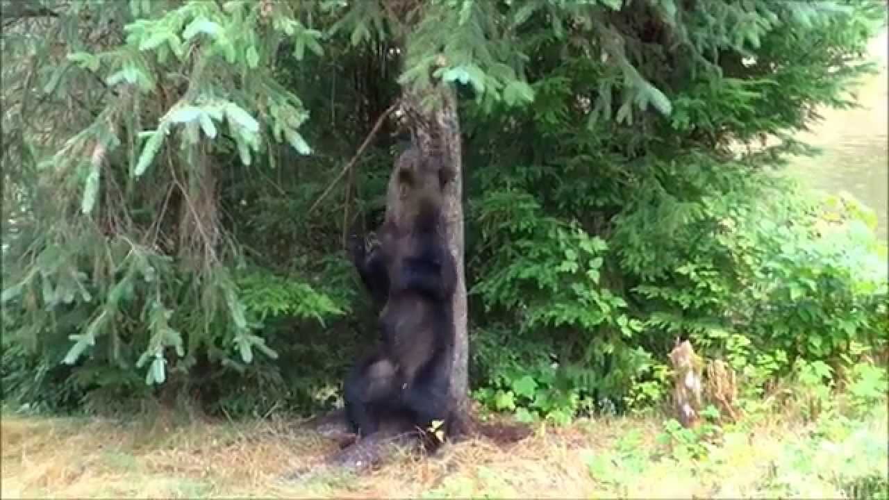 Watching a Grizzly Bear Scratching against a tree at Knight Inlet BC