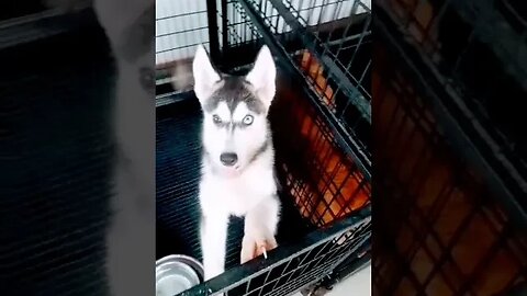 Rare Beautiful Husky Puppy With Bi-Eye #shorts #dog #puppy #doglover