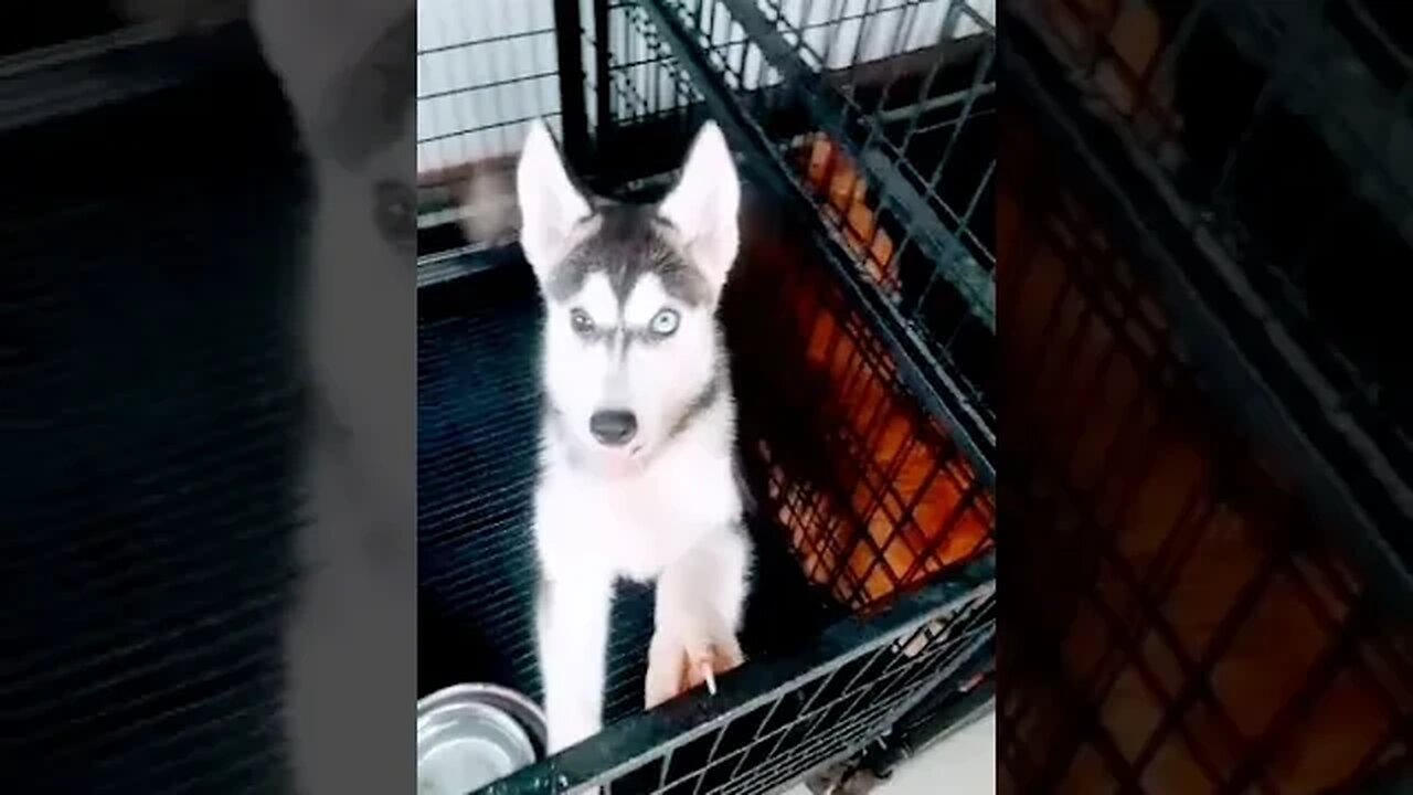 Rare Beautiful Husky Puppy With Bi-Eye #shorts #dog #puppy #doglover