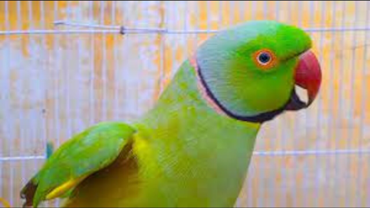 talking parrot Mitthu video