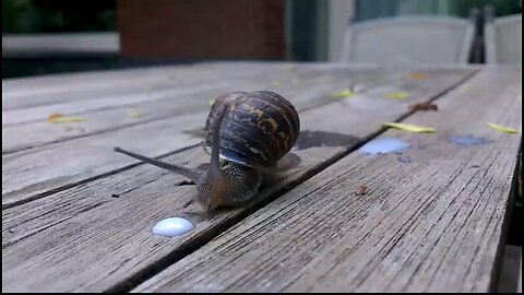 Snail having milk