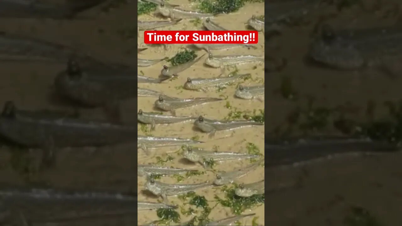 Mudskippers like sunbathing too in Singapore