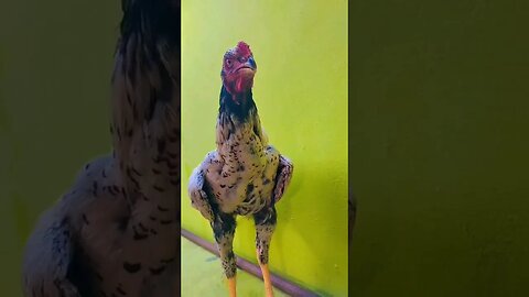 Sultan aseel murga attitude