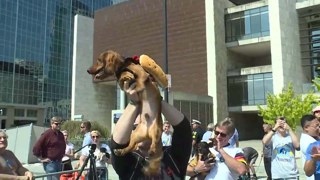 1-year-old Maple crowned winning wiener in Cincy's Running of the Wieners