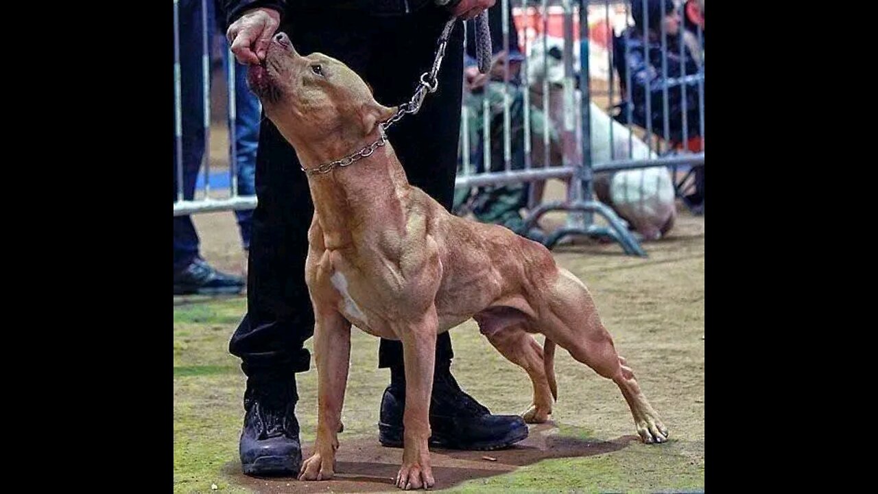 20 most illegal dog breeds in the world