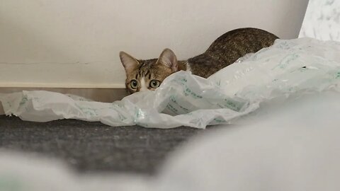 Funny Cat Wiggles His Butt to Attack Toy