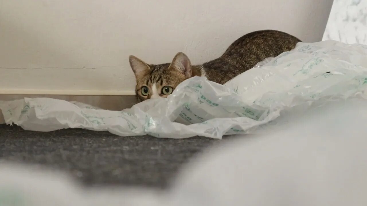 Funny Cat Wiggles His Butt to Attack Toy