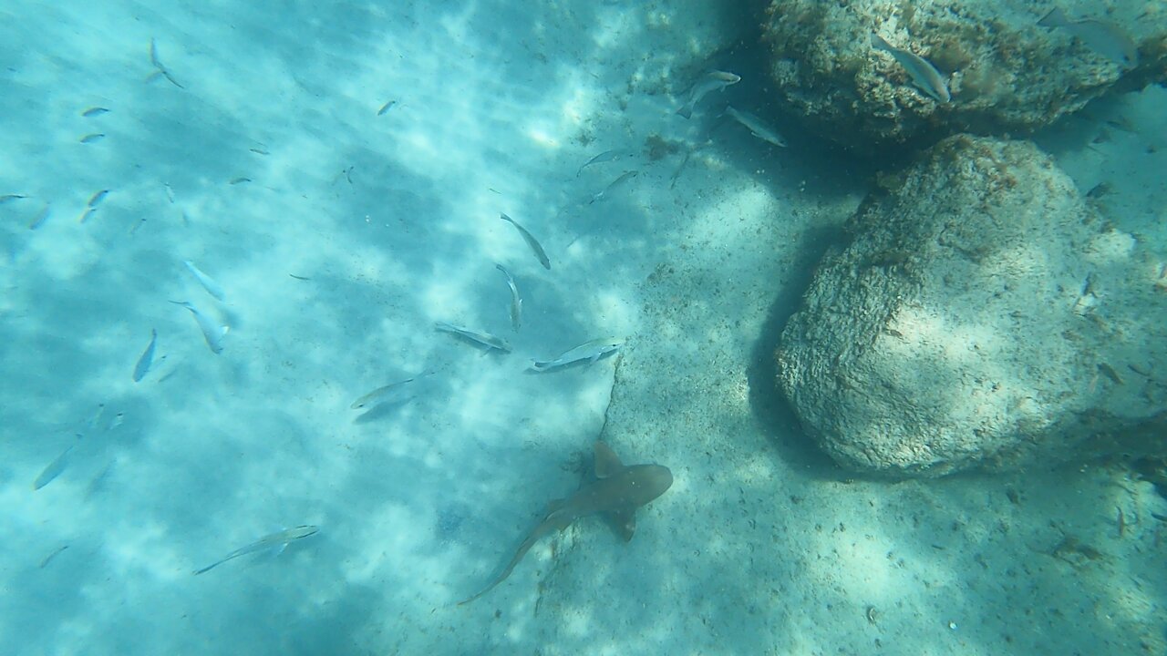 Juvenile nurse shark Jupiter