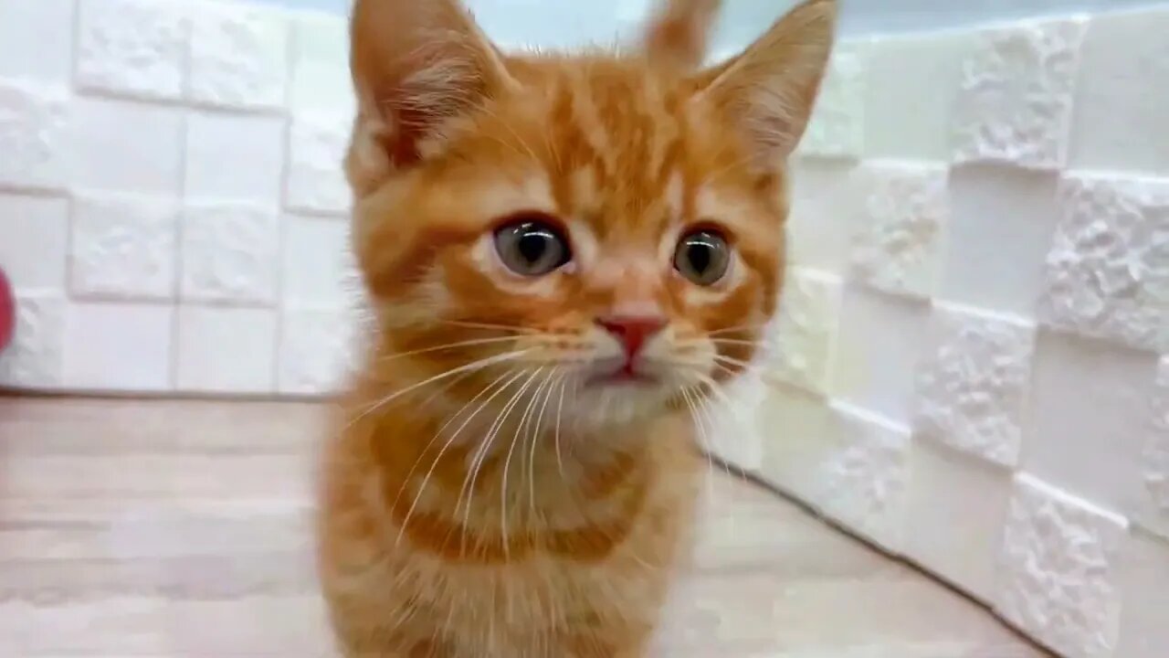 Funniest Cat and Dog Videos Compilation | Best Funny Animal Videos 2022