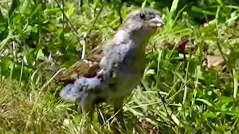 IECV NV #257 - 👀 Female House Sparrows Looking For Food 8-5-2016