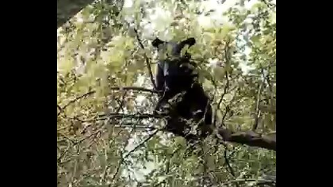 HOMEOWNERS CATCH BEAR CLIMBING THEIR TREE, NEARLY JUMPING ONTO ROOF