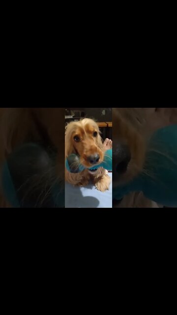 #dogshow, #amimals, #dogs, #shorts